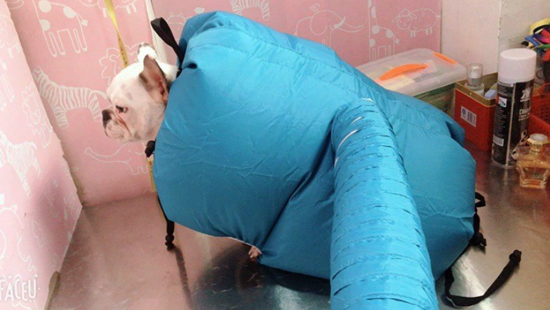 Caja Secadora de Mascotas, Secador y Bolsa de Secado